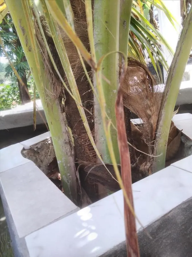 Becaville Port Antonio Oda ve Kahvaltı