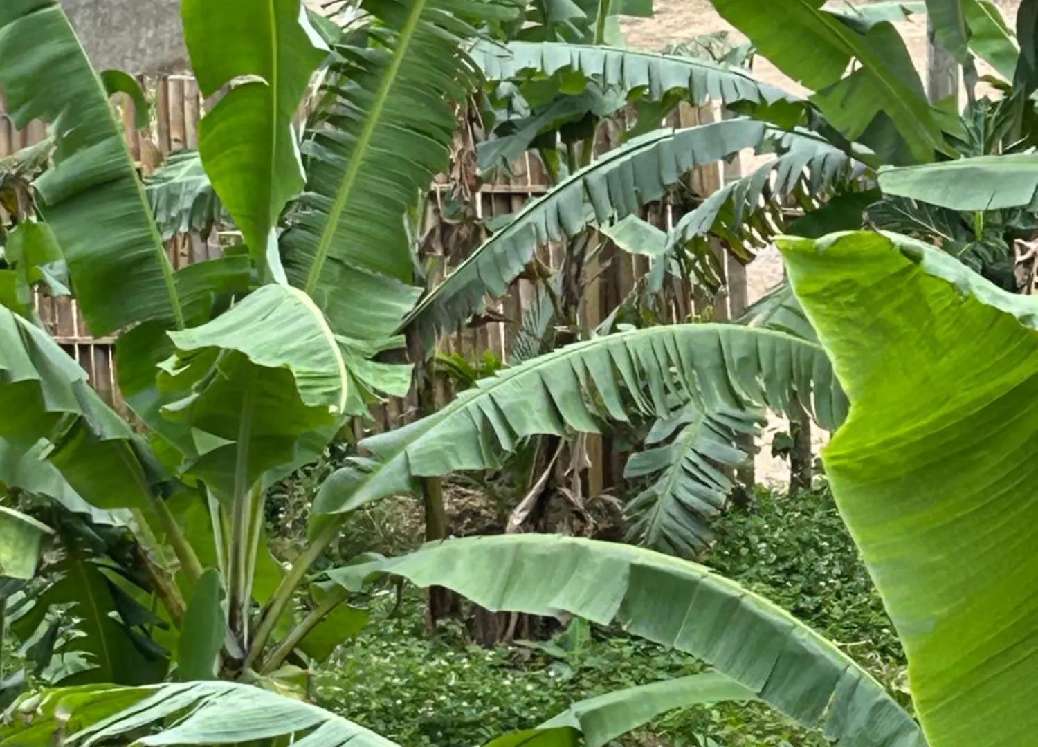 Becaville Port Antonio